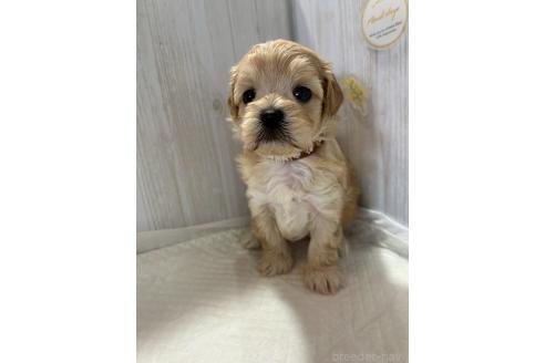 販売中の群馬県のマルプー:マルチーズ×トイプードル-388460の3枚目